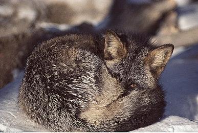 许可证问题解决 《量子破碎》现已重新上线XGP